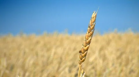 Wheat field Stock Footage 610026