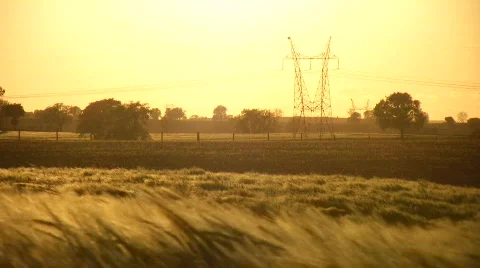 Wheat field Stock Footage 718342