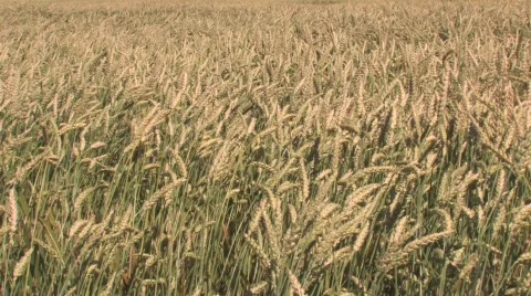 Wheat Field Stock Footage