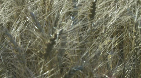 Wheat field Stock Footage 875825