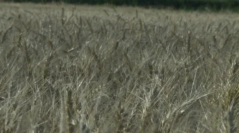 Wheat field Stock Footage 875877