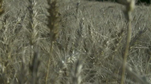 Wheat field Stock Footage 875892