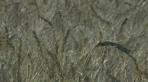 Wheat field Stock Footage 875928