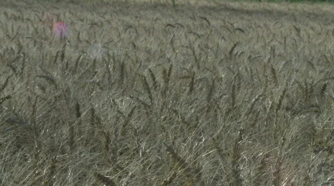Wheat field Stock Footage 875986