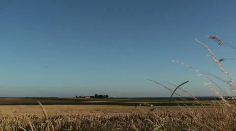 Wheat Field Stock Footage 2198123