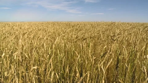 Wheat field 스톡 동영상 5424966