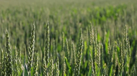 Wheat field Vidéo 5956523