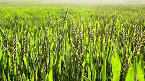 Wheat field Video stock 6033005
