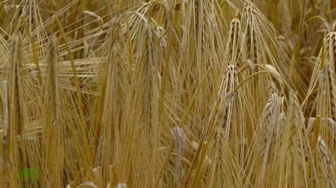 Wheat Field Stockbeeldmateriaal 7737556