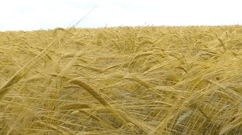 Wheat field Stockbeeldmateriaal 7737560