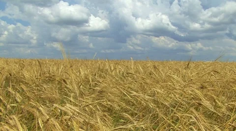 Wheat Field Stockbeeldmateriaal 7737569