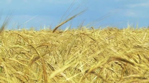 Wheat field Stockbeeldmateriaal 7737579