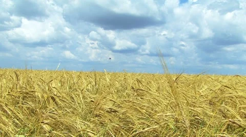 Wheat Field Stockbeeldmateriaal 7737580