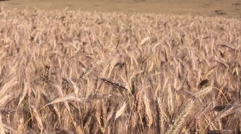 Wheat field Video stock 7748292
