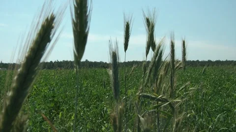 Wheat In The Field Vídeos de archivo 7768934