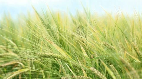 Wheat field Stock Footage 8796864