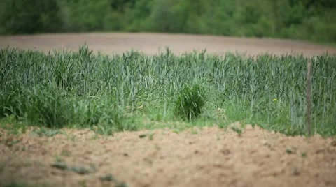 Wheat Field 動画素材 10574187