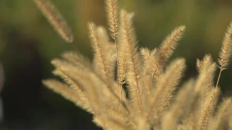 Wheat in a field Stock Footage 10578747