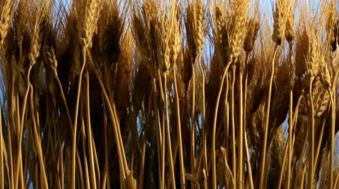 Wheat field Stock Footage 10740250