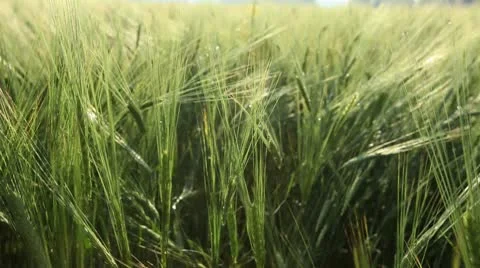 Wheat Field Stock Footage 10804138