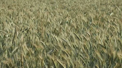 Wheat Field Stock Footage 10804544
