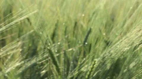Wheat Field Stock Footage 10862388
