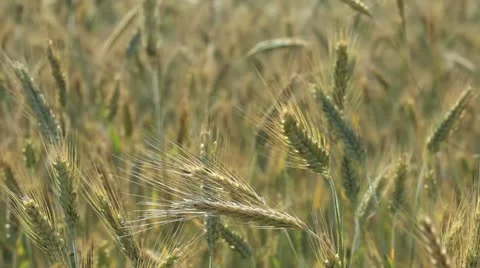 Wheat Field Stock Footage 10862406