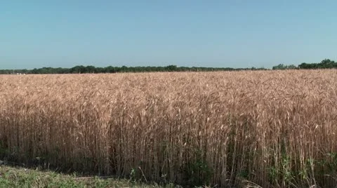 Wheat Field Stock Footage 11133231