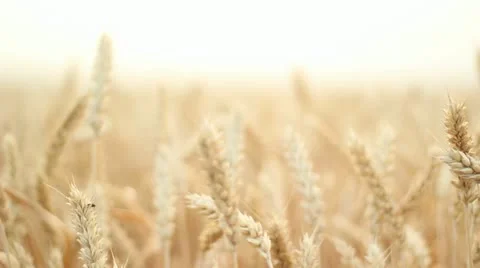 Wheat Field Stock Footage 11282738