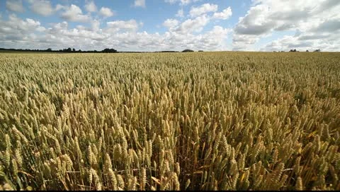 Wheat field. Stock Footage 11418115