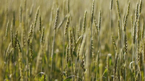 Wheat field 库存影片 11428312