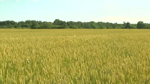 Wheat field Stock Footage 11440139
