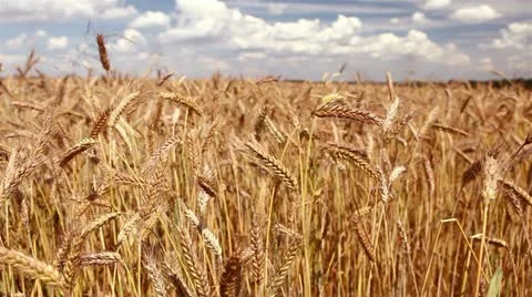 Wheat field Stock Footage 11475182