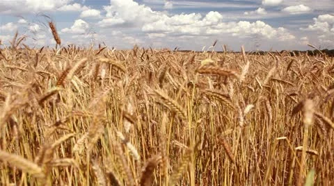 Wheat field Stock Footage 11479432