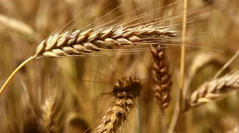 Wheat field Stock Footage 11480508
