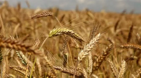 Wheat field Stock Footage 11481900