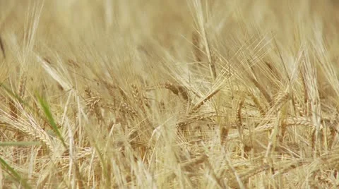 Wheat field Stock Footage 11883323