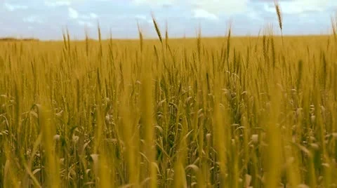 Wheat field Video stock 12192934