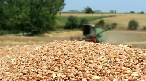 Wheat field Stock Footage 12589909