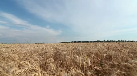 Wheat field Stock Footage 19955378