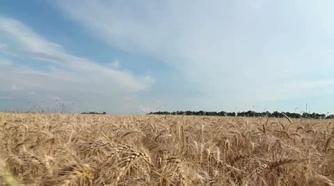 Wheat field Stock Footage 19955644
