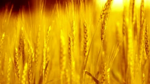 Wheat field Video stock 21844943