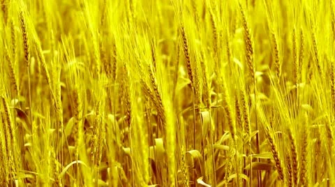Wheat field Video stock 21845063