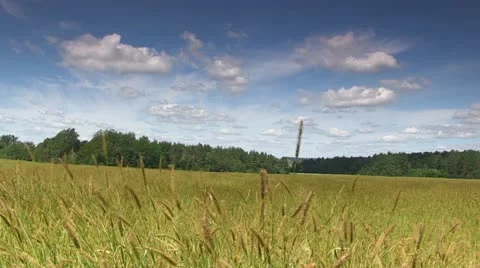 Wheat field Stock Footage 21940278