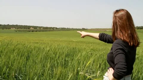 Wheat field Stock Footage 22334199