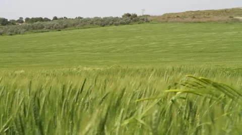 Wheat field Stock Footage 22334366