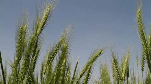Wheat field Vídeos de archivo 22335554