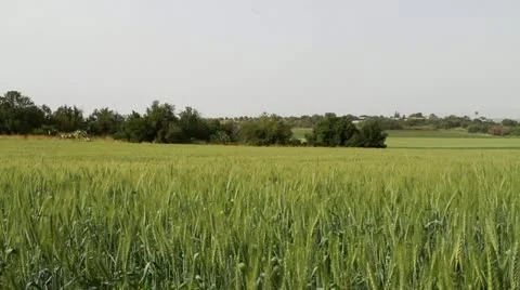 Wheat field Stock Footage 22336426