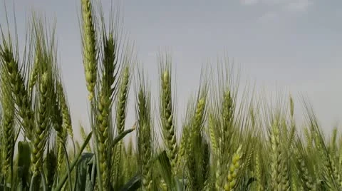Wheat field Stock Footage 22337329