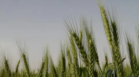 Wheat field 스톡 동영상 22337388